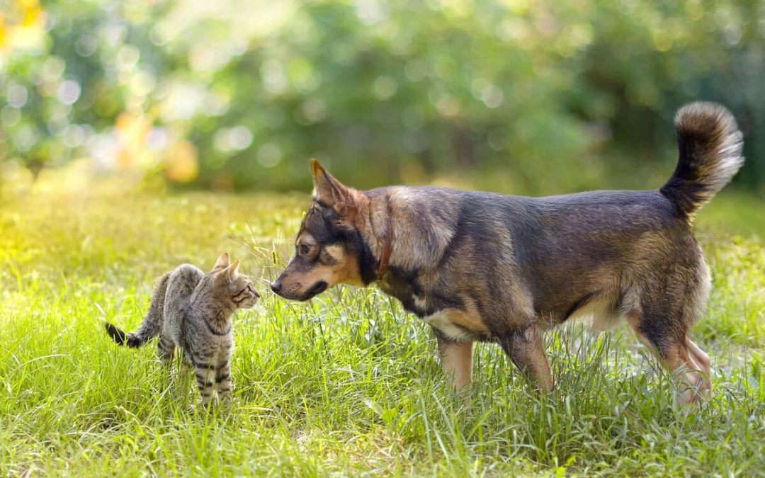 Vi välkomnar Arken Zoo till Giraffen Köpcentrum!